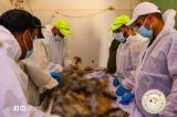 The Missing Persons Search and Rescue Authority receives reports of mass graves in the Abu Salim (…)