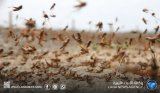 Campaign to combat desert locusts in southern Libya.